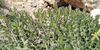 Echium arenarium près de Demonia - Laconie.jpg