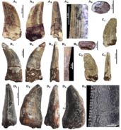 Four sharp, weathered fossil teeth