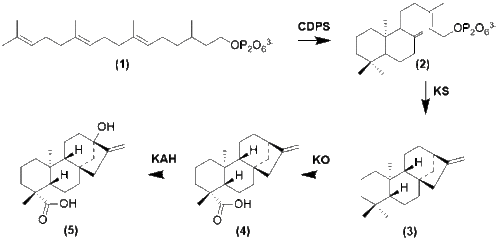 Formation of Steviol