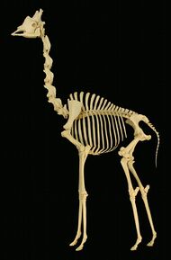Photograph of a Giraffe skeleton