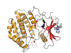 Human casein kinase 1 gamma 1 PDB 2CMW.png