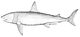 The Basking Shark, or Bone Shark.jpg