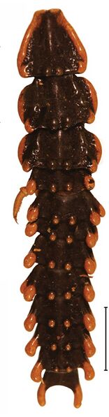File:Platerodrilus ngi larva 30555-43.jpg