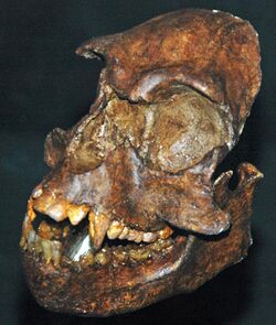 Epipliopithecus vindobonensis.jpg