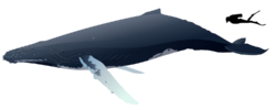 Illustration of a whale next to a human diver