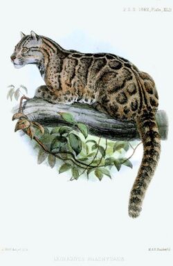 Drawing of a Formosan clouded leopard published in 1862[1]