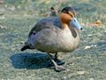 Philippine Duck (Anas luzonica) RWD2.jpg