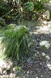 Carex hispida kz1.jpg