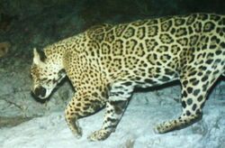 large spotted cat running right to left