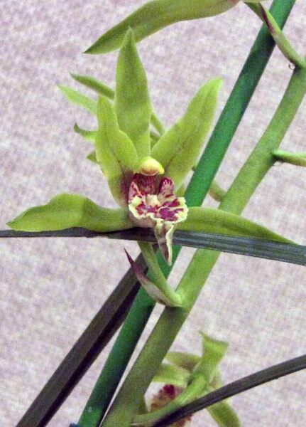 File:綠蕙 Cymbidium faberi -香港沙田洋蘭展 Shatin Orchid Show, Hong Kong- (16945121795) (cropped).jpg