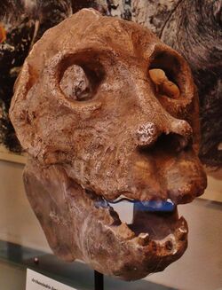 Archaeoindris fontoynonti skull 58.jpg