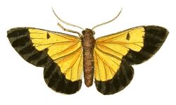 Illustrations of Exotic Entomology Callimorpha Eucharis.jpg