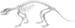 Periptychus skeletal.PNG