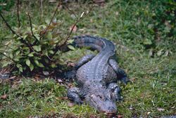 A Chinese alligator in short grass