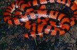 False Coral Snake (Anilius scytale) (14112604251).jpg