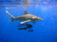 The oceanic whitetip shark has declined by 99% in the Gulf of Mexico