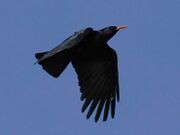 Flying red-billed chough silhouetted against the sky