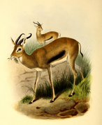 Drawing of two brown bovids