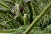 Cereus species is it W IMG 0744.jpg