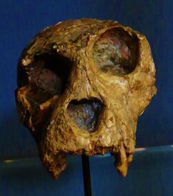 Dolichopithecus ruscinensis skull.JPG