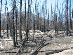 Mountainous region with blackened soil and trees due to a recent fire.