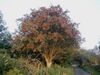 Rowan tree 20081002b.jpg