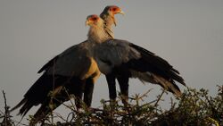 A pair of Sercetarybirds standing on branches at the top of a tree