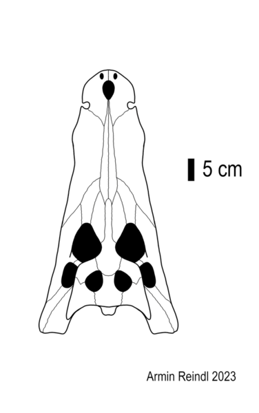 File:Australosuchus skull.png