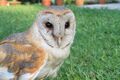 Captive Eastern Barn Owl, Assam.jpg