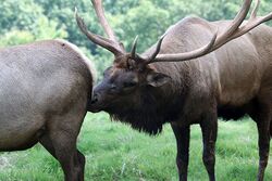 Photograph of male elk with his snout touching the female's backside