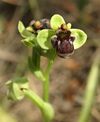 Ophrys bombyliflora Mallorca 02.jpg