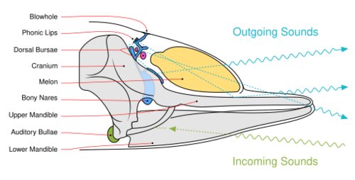 Diagram illustrating sound generation, propagation and reception in a toothed whale. Outgoing sounds are red and incoming ones are green