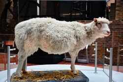 Photo of Dolly the sheep on display at the National Museum of Scotland