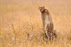 A cheetah standing on a rock in the grasslands of the Serengeti