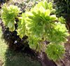 Madeira, Palheiro Gardens - Aeonium arboreum (Marokko) IMG 2310.JPG