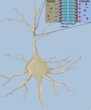 Capacitance in a neuron fiber