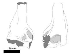 Panthera balamoides holotype.jpg