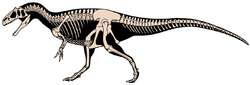 Allosaurus jimmadseni skeletal.png