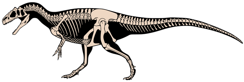 File:Allosaurus jimmadseni skeletal.png