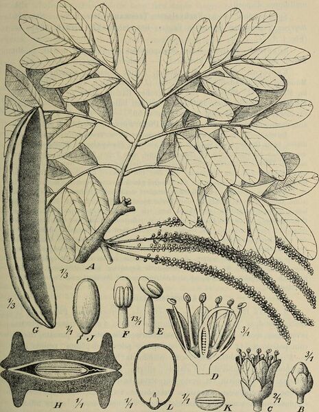 File:Botanische Jahrbücher für Systematik, Pflanzengeschichte und Pflanzengeographie (1912) (14577323878).jpg