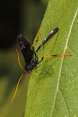 Ichneumon Wasp - Therion morio, Carderock Park, Maryland.jpg