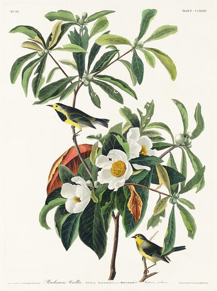 File:Illustration from Birds of America (1827) by John James Audubon, digitally enhanced by rawpixel-com 185.jpg