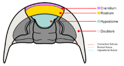 Trilobite cephalon ventral anatomy.png
