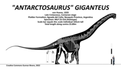 Antarctosaurus giganteus Skeletal.png