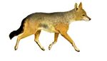 La vita degli animali descrizione generale del regno animale di A. E. Brehm Mammiferi (1872) Canis aureus naria mod.jpg