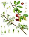 Prunus cerasus - Köhler–s Medizinal-Pflanzen-113.jpg