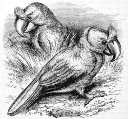 Drawing of two broad-billed parrots