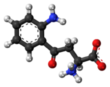 Ball-and-stick model of the L-kynurenine molecule as a zwitterion