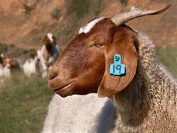 Boer Goat