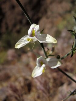 Carlowrightia arizonica.jpg